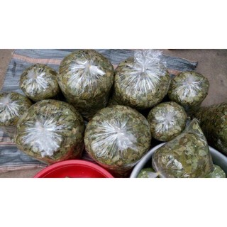 Bột lá găng Hải Phòng