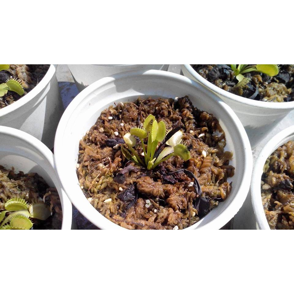 HẠT GIỐNG BẪY KẸP - 10 Hạt/ gói