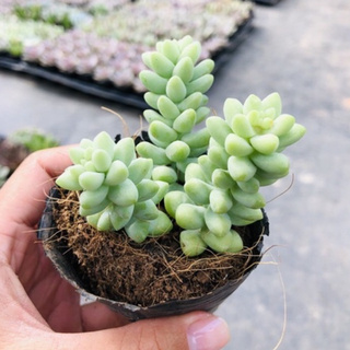 Sen đá Chuỗi ngọc bi