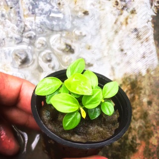 Cây thuỷ sinh - Ráy Nana Gold mini