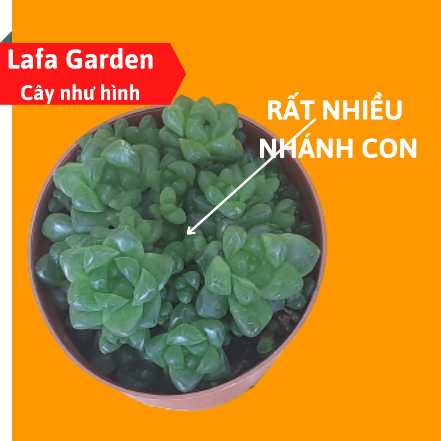 Cây sen đá ngọc tròn size trung LAFA GARDEN, lá tròn mọng nước, nhiều sen con