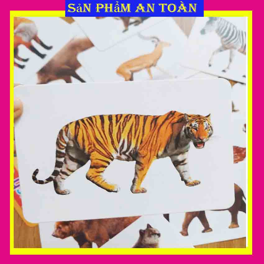 Thẻ học thông minh kích thước lớn 12x16cm chủ đề động vật hoang dã -  Flashcard TGXQ Glenn doman chuẩn
