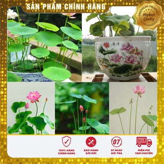 Hạt Giống Sen Nước Mix( 5 hạt - 5 màu)