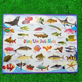 Tranh hình ảnh cho bé
