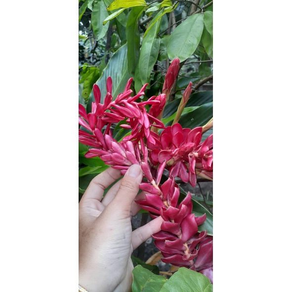 Cây hoa Hạnh Phúc giống (Riềng tía)( giao cây ảnh cuối)