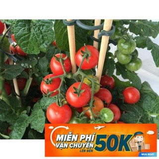 20 Hạt giống Cà chua chery đỏ