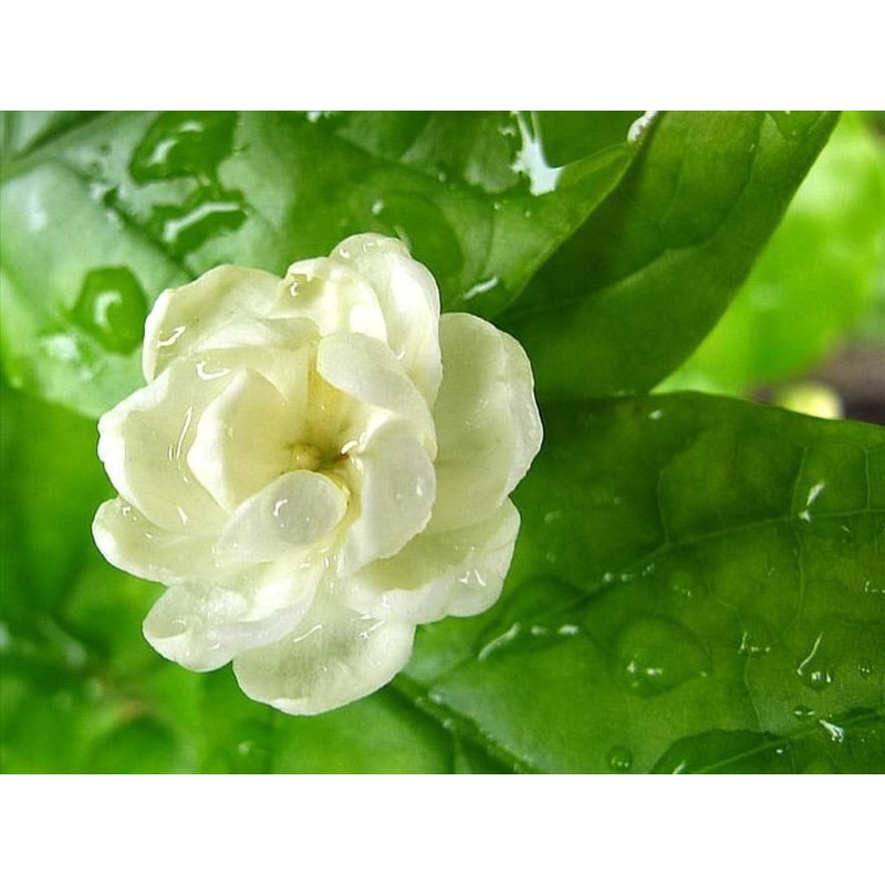 Hạt giống hoa nhài trắng  20 hạt/gói - Tặng kèm hạt hướng dương lùn + thuốc kích mầm rễ