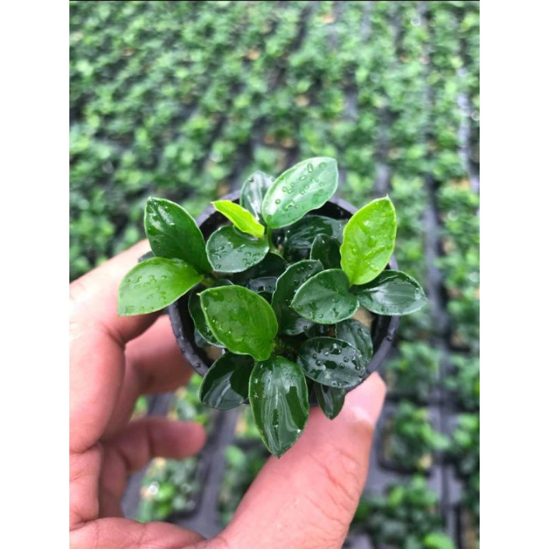 Ráy nana petite - Ráy nhiều ngọn - form lá đẹp hơn nana tàu dễ trồng không cần co2