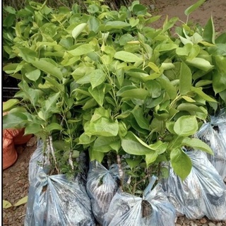 CÂY GIỐNG LÊ NÂU (MẮC CỌP)