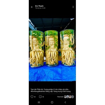 Đinh lăng điêu khắc, tam đa 25l