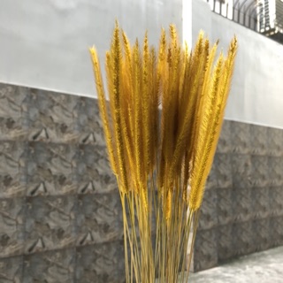 Cỏ Đuôi Chồn Khô Trang Trí
