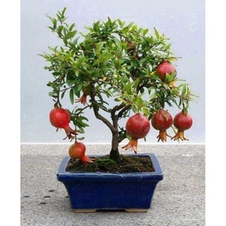 Cây giống lựu đỏ lồng đèn