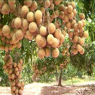 cây giống nhãn hạt lép sẵn quả