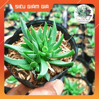 SEN ĐÁ CỎ NGỌC 🧚[SIÊU ĐẸP]🧚-SEN ĐÁ BUÔN MA THUỘT