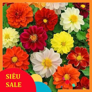 50 hạt giống hoa thược dược mix vietphat