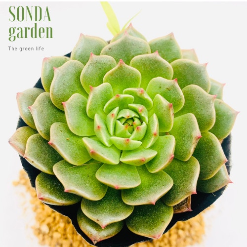 Sen đá ruby lá ngắn SONDA GARDEN size bé 5-8cm, xuất xứ Đà Lạt, khoẻ đẹp, lỗi 1 đổi 1