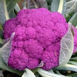 Hạt Giống Súp Lơ Tím( nhập khẩu )