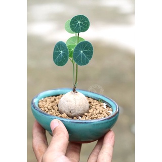 củ bình vôi
