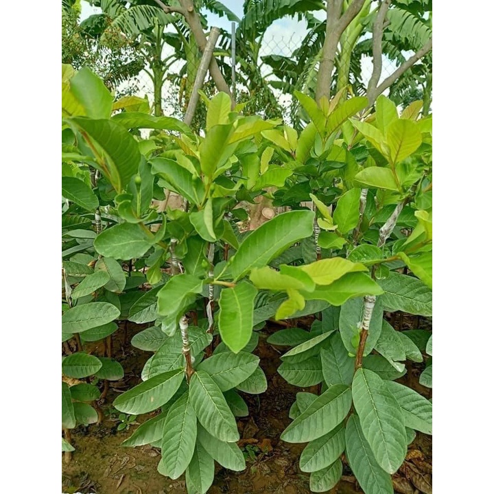 CÂY GIỐNG NA SẦU RIÊNG