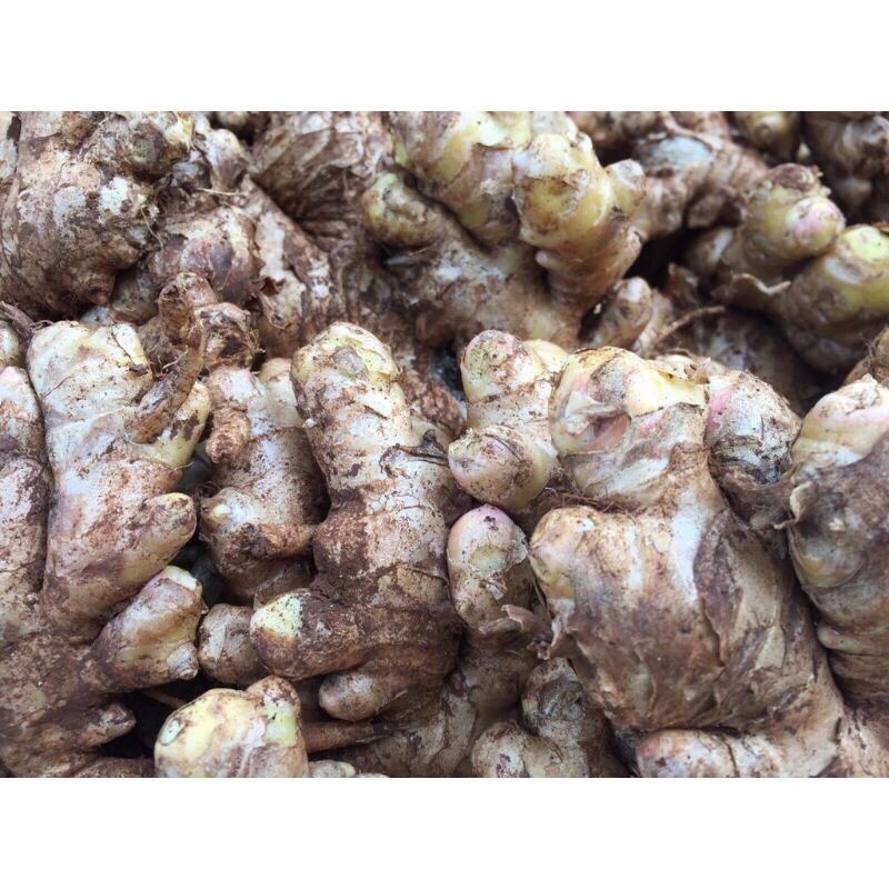 500g củ gừng tươi Nghệ An
