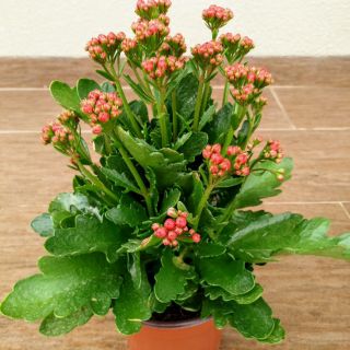 Chậu sống đời kiểng