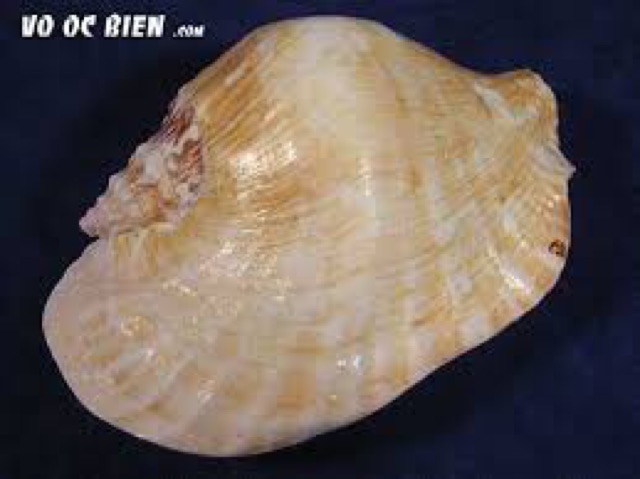 Ốc bẹ tròn