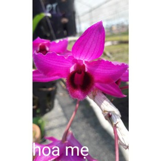 giả hạc châu như bệt lai trầm siêu tím