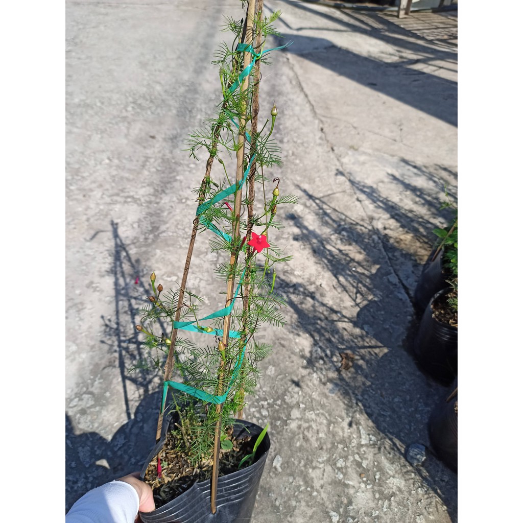 Chậu cây dây leo hoa tóc tiên đang nu và hoa, bầu rễ ổn định - Summer Garden