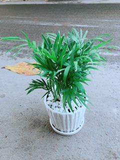 Chậu Cây Cau Tiểu Trâm