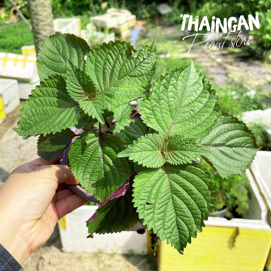 Cây Giống Tía Tô, Rau Sạch Vườn Trồng - Vườn Ươm Thái Ngân
