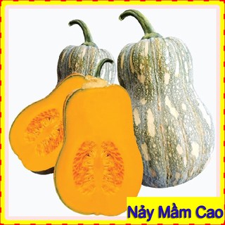 2Gr Hạt Giống Bí Đỏ ☀FREESHIP☀ Hạt Giống Bí Hạt Đậu F1 Siêu Quả (10 hạt)