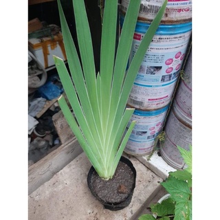Cây giống dẻ quạt