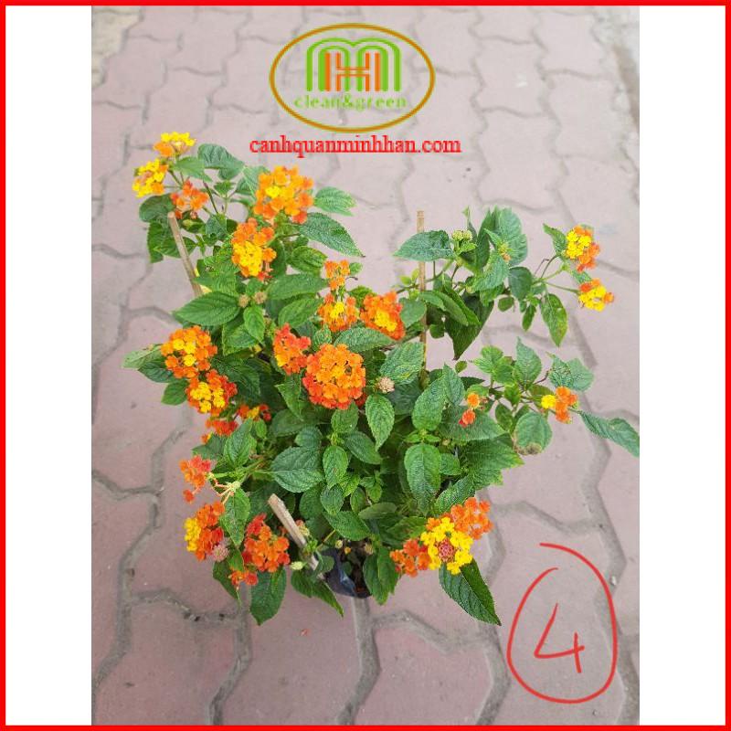 Cây hoa ngũ sắc nhiều màu chịu nắng tốt hoa quanh năm rực rỡ