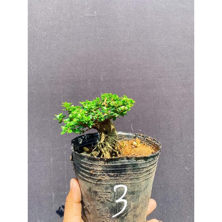 Sam hương bonsai size trung cây 3-5 năm tuổi, để bàn, trang trí bàn làm việc, bàn trà