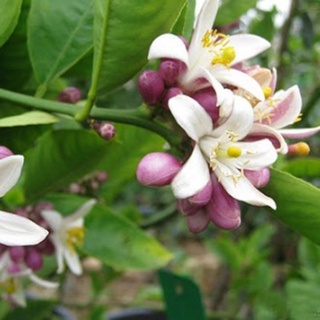 Chanh tứ quí, chanh chùm bông tím,chanh bông tím siêu quả, đang bông