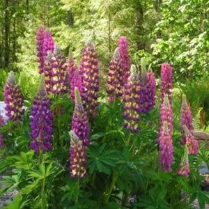 Hạt Giống Hoa Đậu Lupin Mix 20 Hạt