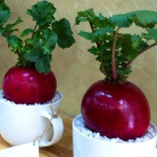 Hạt giống củ cải đỏ khổng lồ ( củ cải thần tài ) { gói 10 hạt }
