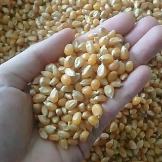 500G BẮP NỔ - MỸ (DÙNG LÀM MÓN BẮP RANG BƠ)