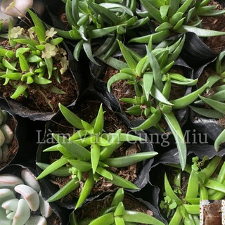 Sen Đá Cỏ Ngọc 🌿🌿🌿 Size Bầu - Trung