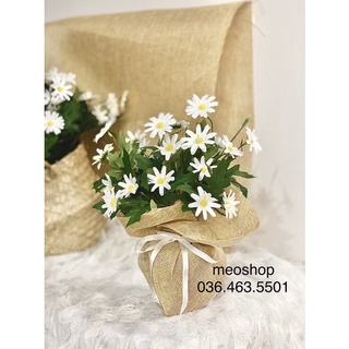 Chậu hoa cúc hoạ mi trắng giả