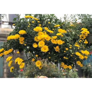 cây giống cúc (5 cây, chi rủ hoặc đổi màu)