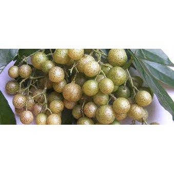 CÂY GIỐNG MẮC MẬT