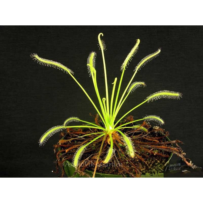 Cây bắt mồi gọng vó Drosera Capensis chuyên bắt côn trùng