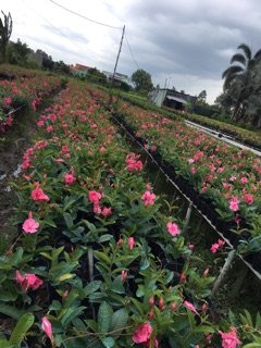 Cây hồng anh leo cánh kép - nguyên chậu, hoa quanh năm
