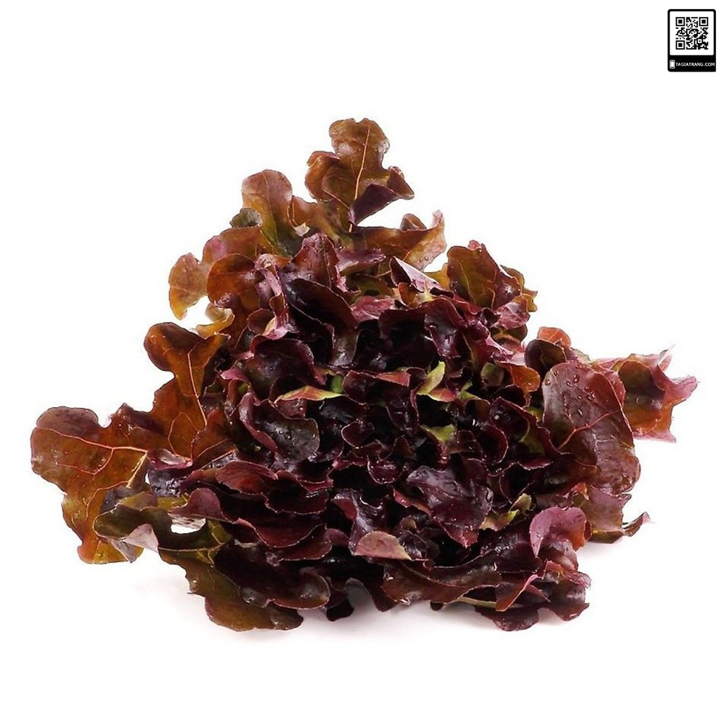 [Bán sỉ] - Hạt giống rau xà lách Oakleaf lá sồi đỏ (sồi tím)