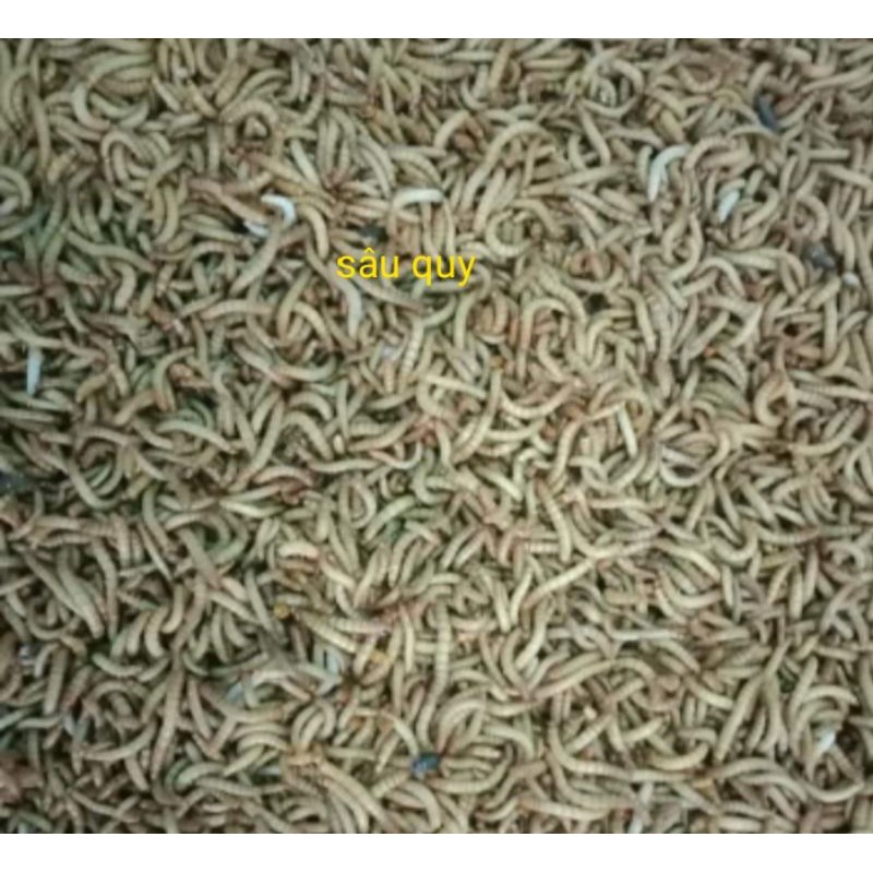 sâu quy cho chim cảnh 100g(k bảo hành)