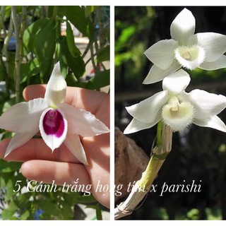 Giả hạc 5 cánh trắng họng tím x Parishi trắng