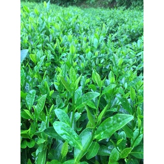 Chè thái nguyên đặc sản