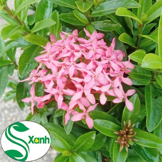 Hoa Trang Thái Hồng - Hoa Mẫu Đơn Hồng