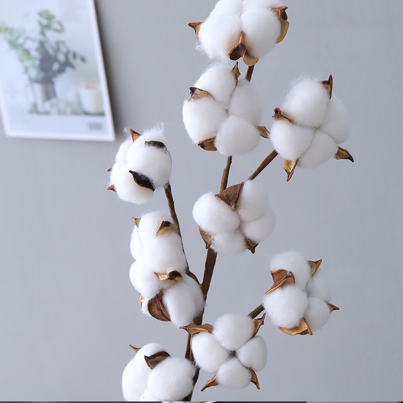 hoa bông gòn thật - Hoa khô decor phòng ngủ - Phụ kiện trang trí chụp ảnh - DaiSy Decor